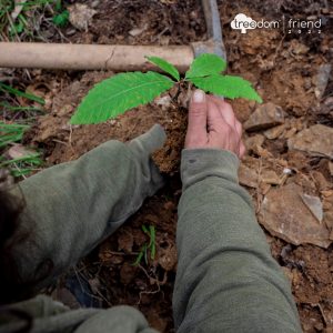 foto treedom pianta con mani