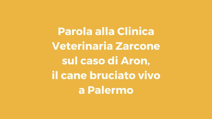 Parola alla Clinica Veterinaria Zarcone sul caso di Aron, il cane bruciato vivo a Palermo